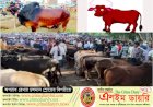 চান্দাইকোনায় উত্তরবঙ্গের সর্ববৃহৎ পশুর হাট
