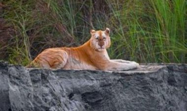 ক্যামেরায় ধরা দিলো বিরল প্রজাতির একমাত্র সোনালি বাঘ