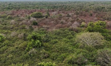 দেশের ফুসফুস সুন্দরবনের আগুন পুরো নিয়ন্ত্রনে
