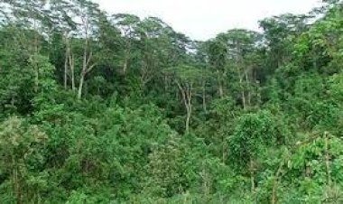 উজাড় হচ্ছে বনভূমি: পরিবেশের ভারসাম্য নষ্ট হচ্ছে