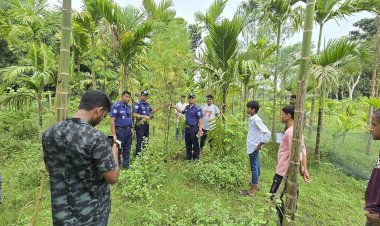 সুপারি বাগানের আড়ালে গাঁজার চাষ, পুলিশের অভিযানে ফাঁস