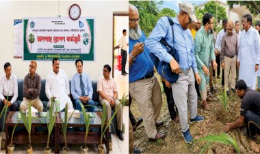 রাজশাহীতে এক হাজার তালগাছের চারা রোপণ কর্মসূচির উদ্বোধন
