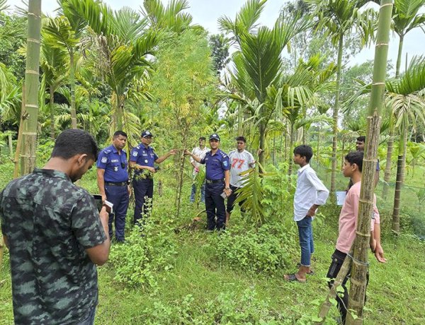 সুপারি বাগানের আড়ালে গাঁজার চাষ, পুলিশের অভিযানে ফাঁস