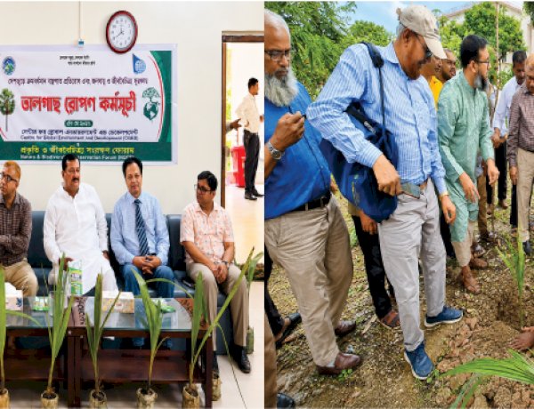 রাজশাহীতে এক হাজার তালগাছের চারা রোপণ কর্মসূচির উদ্বোধন