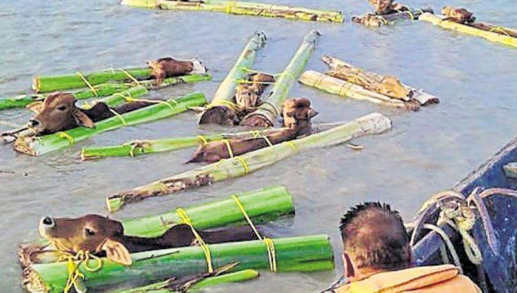 সীমান্তে হত্যার না বলা গল্প