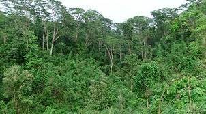 উজাড় হচ্ছে বনভূমি: পরিবেশের ভারসাম্য নষ্ট হচ্ছে