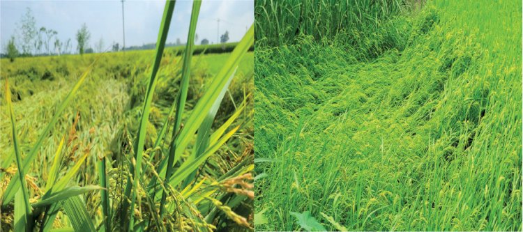 ঠাকুরগাঁওয়ে টানা বৃষ্টিতে আমন ধান ও শীতকালীন সবজির ব্যাপক ক্ষতি