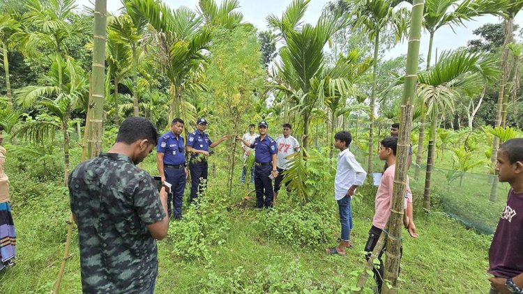 সুপারি বাগানের আড়ালে গাঁজার চাষ, পুলিশের অভিযানে ফাঁস